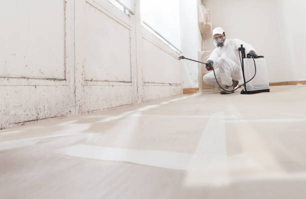 Black mold remediation team in Remington